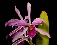 L. purpurata 'St. Catherine'